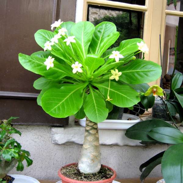 Brighamia-insignis.jpg