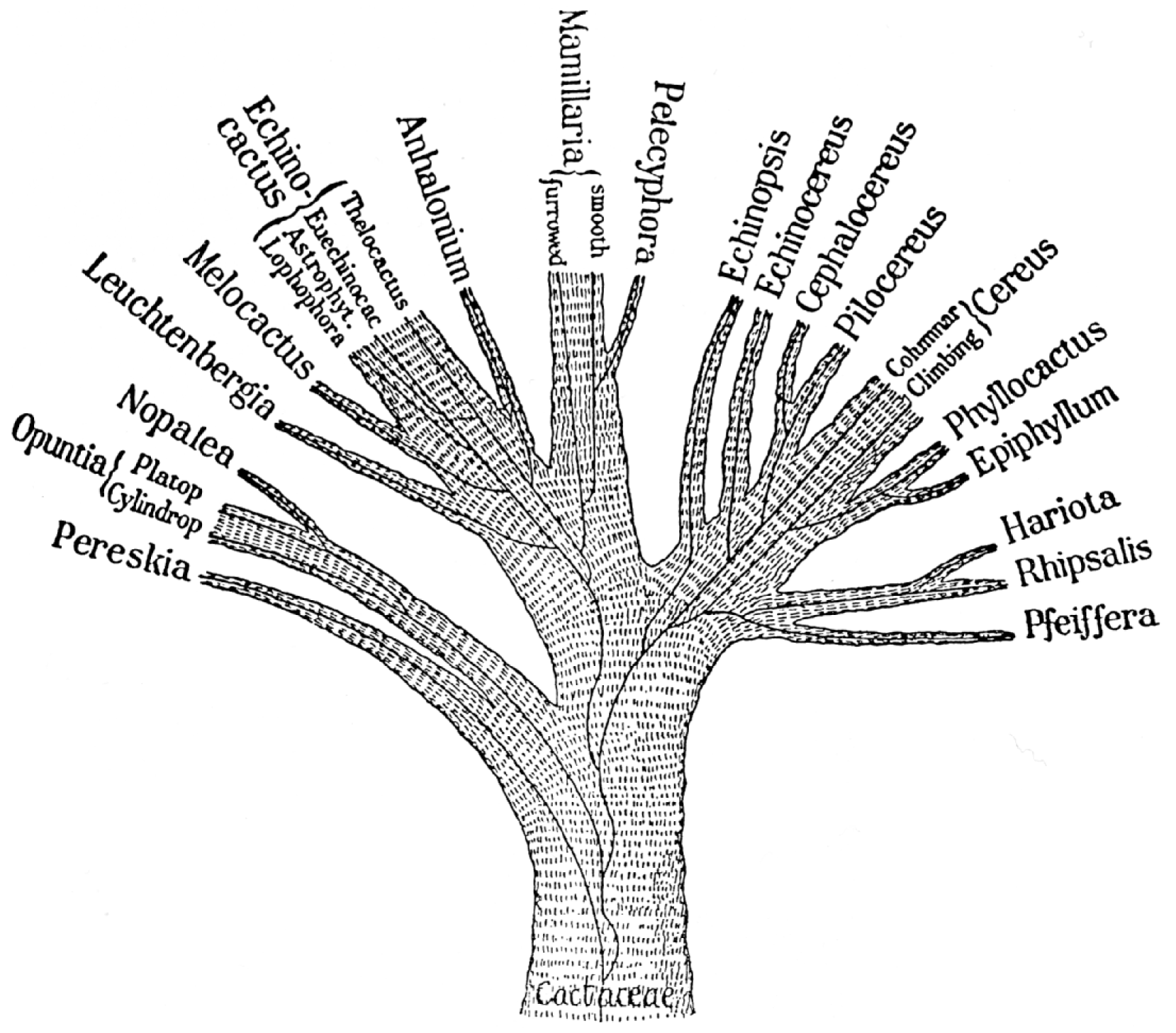 Cactaceae-Phylogenetic_Tree_1898.png