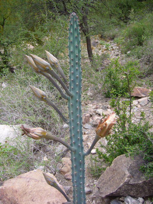 Cereus_aethiops2.jpeg