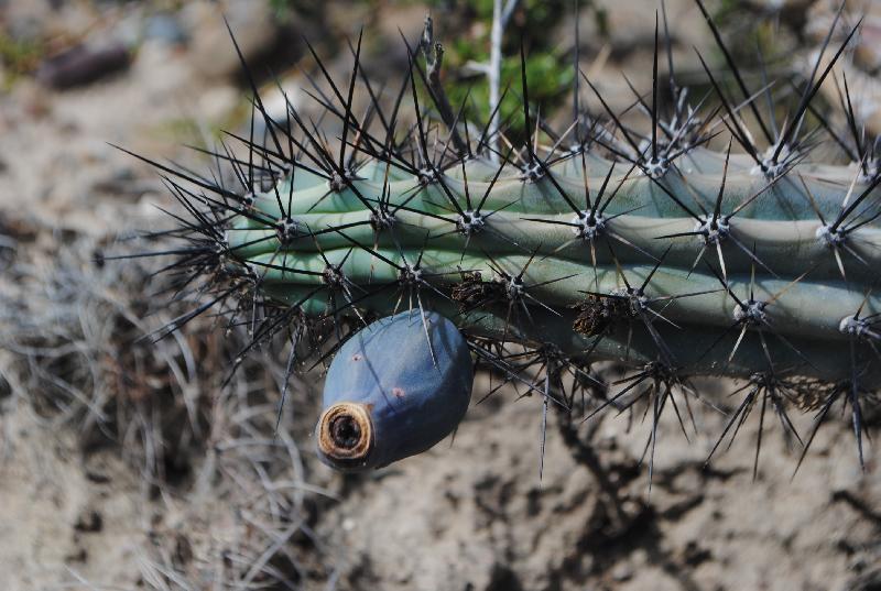 Cereus_aethiops_1.jpg