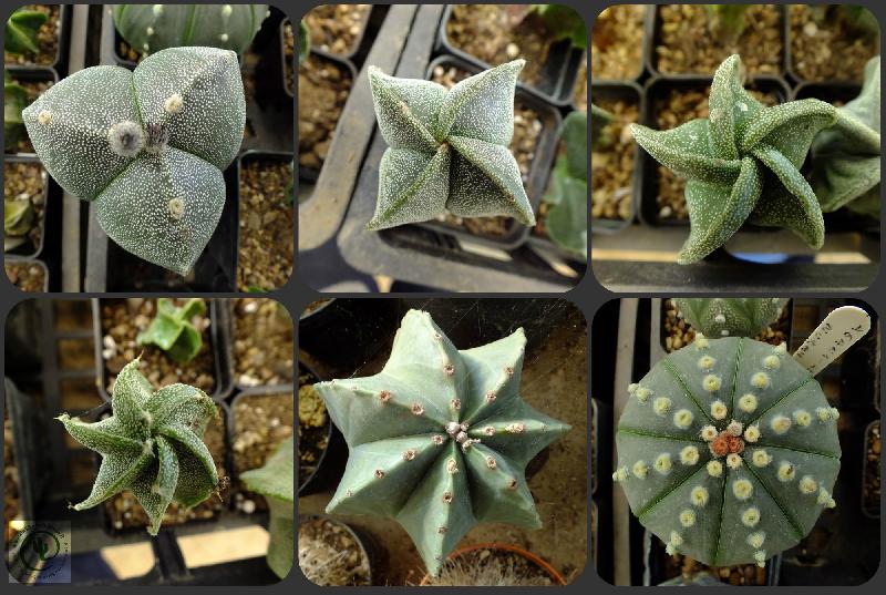 Collage_myastrophytum.jpg