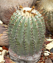 Copiapoa_cinerea_1.jpg