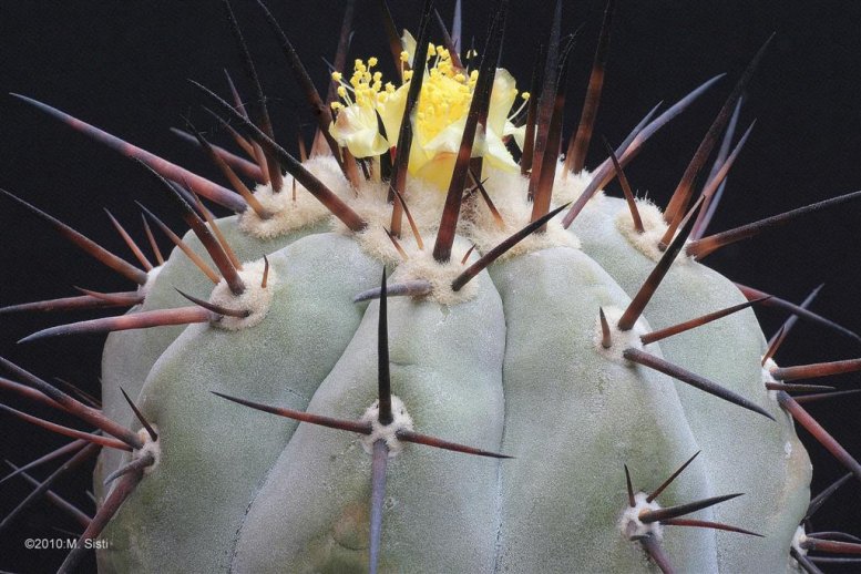 Copiapoa_cinerea_2.jpg