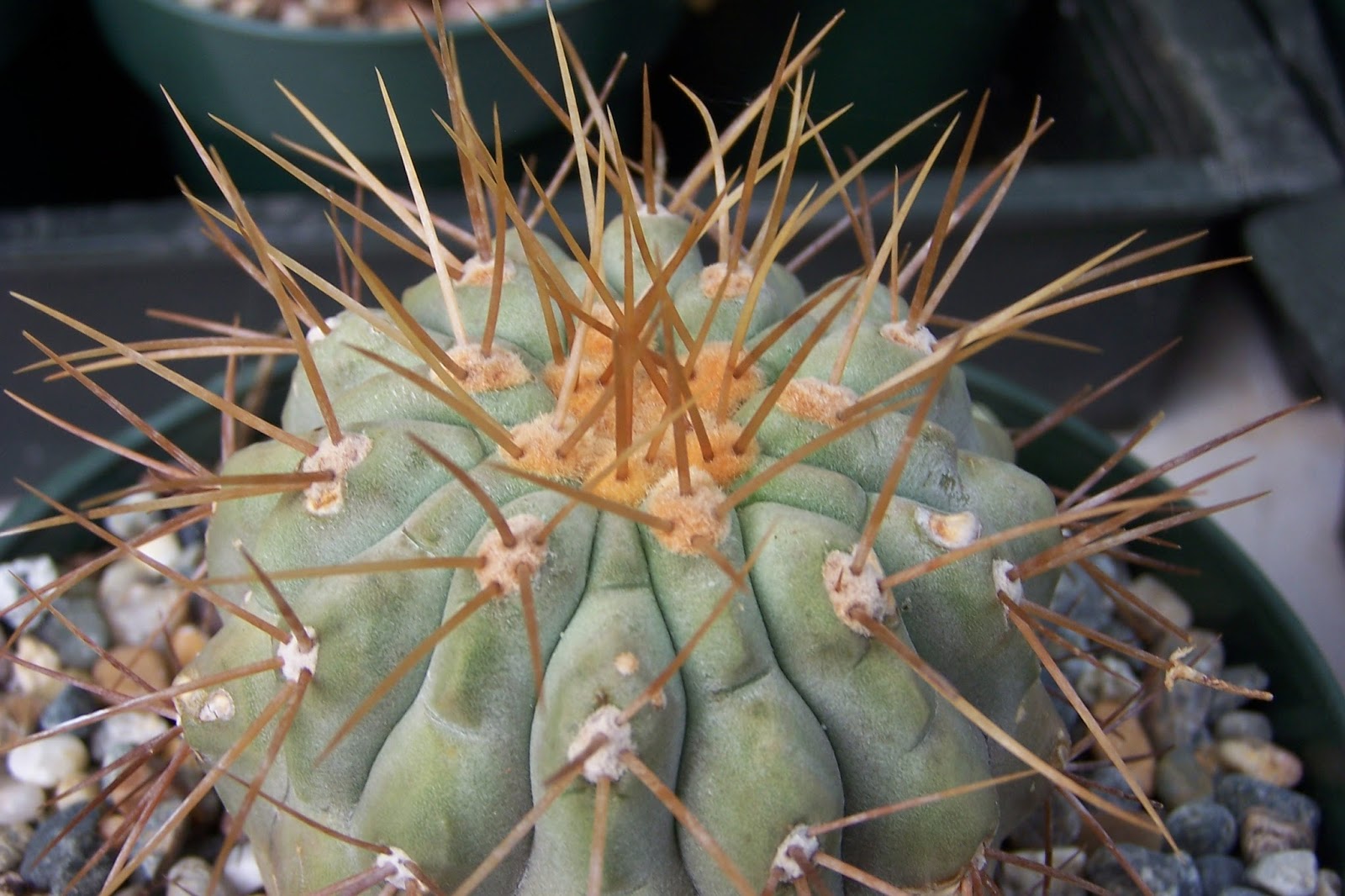 Copiapoa_haseltoniana01.jpg