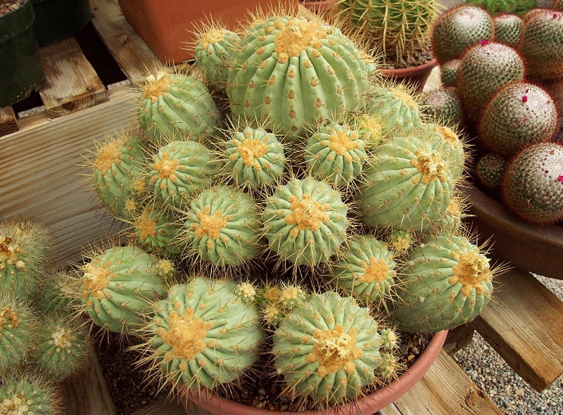 Copiapoa_haseltoniana07.jpg