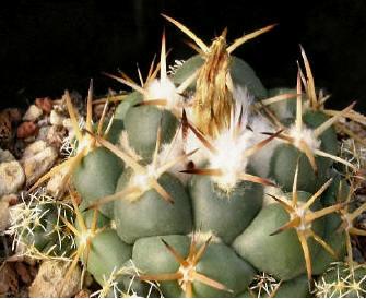 Coryphantha_elephantidens_360.jpg