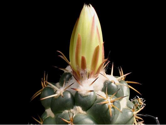 Coryphantha_elephantidens_bud.jpg