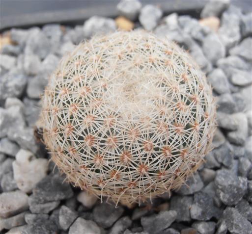 Coryphantha_werdermannii_giovane.jpg