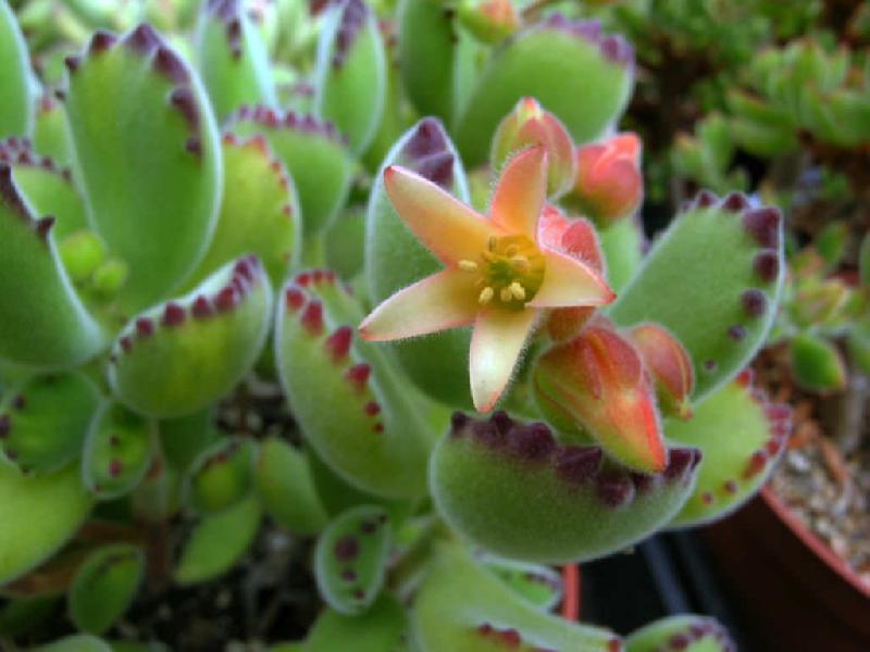 Cotyledon-tomentosa-Bears-Paw.jpg