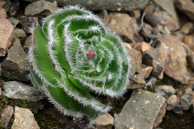 Crassula_barbata.jpg