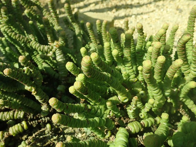 Crassula_marnieriana_2019-04-16_0772.jpg