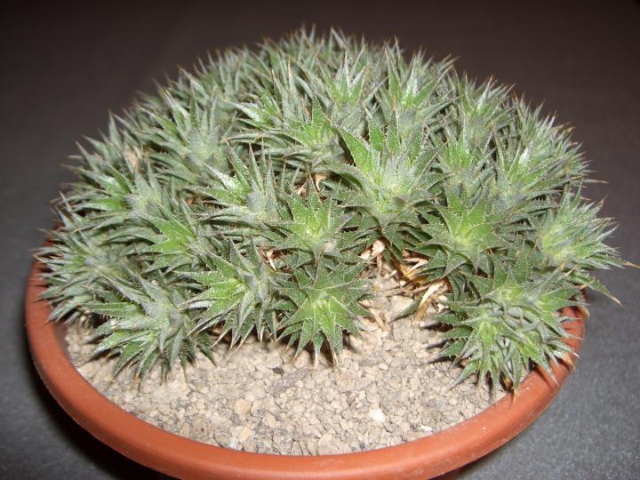 Deuterocohnia_brevifolia_.jpg