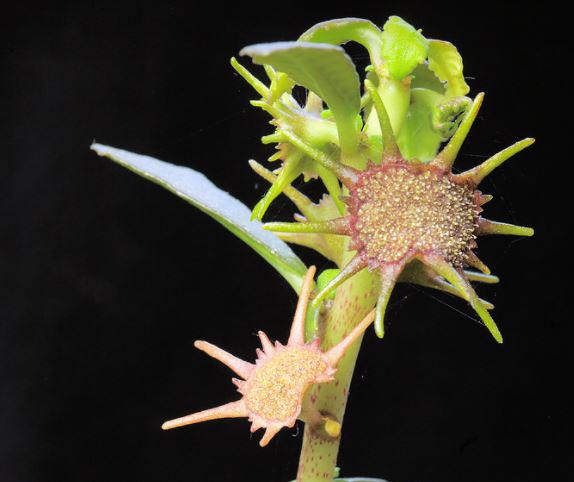 Dorstenia-hildebrandtii-rare-exotic-caudex-succulent.jpg