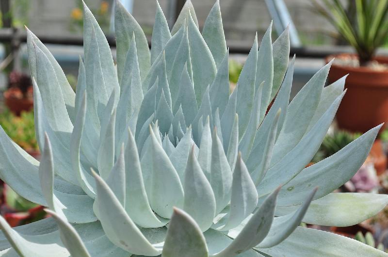 Dudleya_Brittonii.jpg