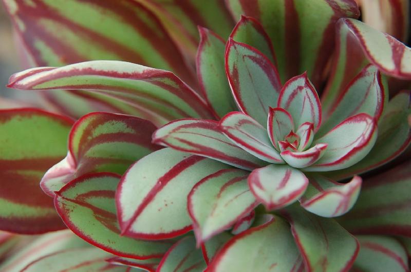 Echeveria_nodulosa11.jpg