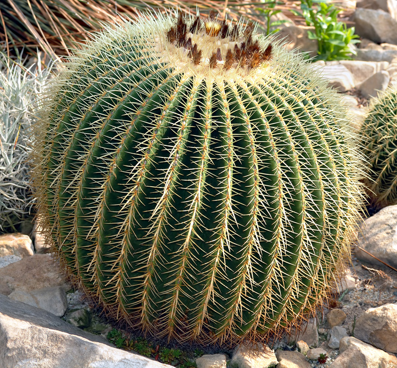 Echinocactus_grusonii_(aka).jpg