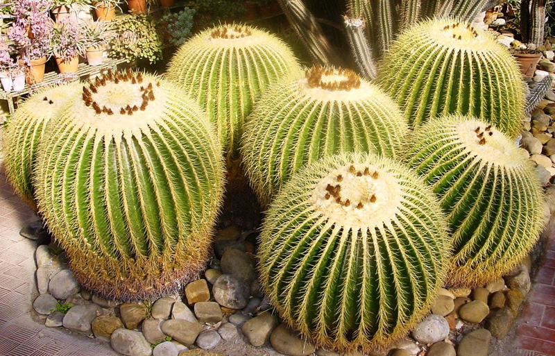 Echinocactus_grusonii_PA.jpg