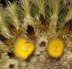 Echinocactus_grusonii_fl.jpg