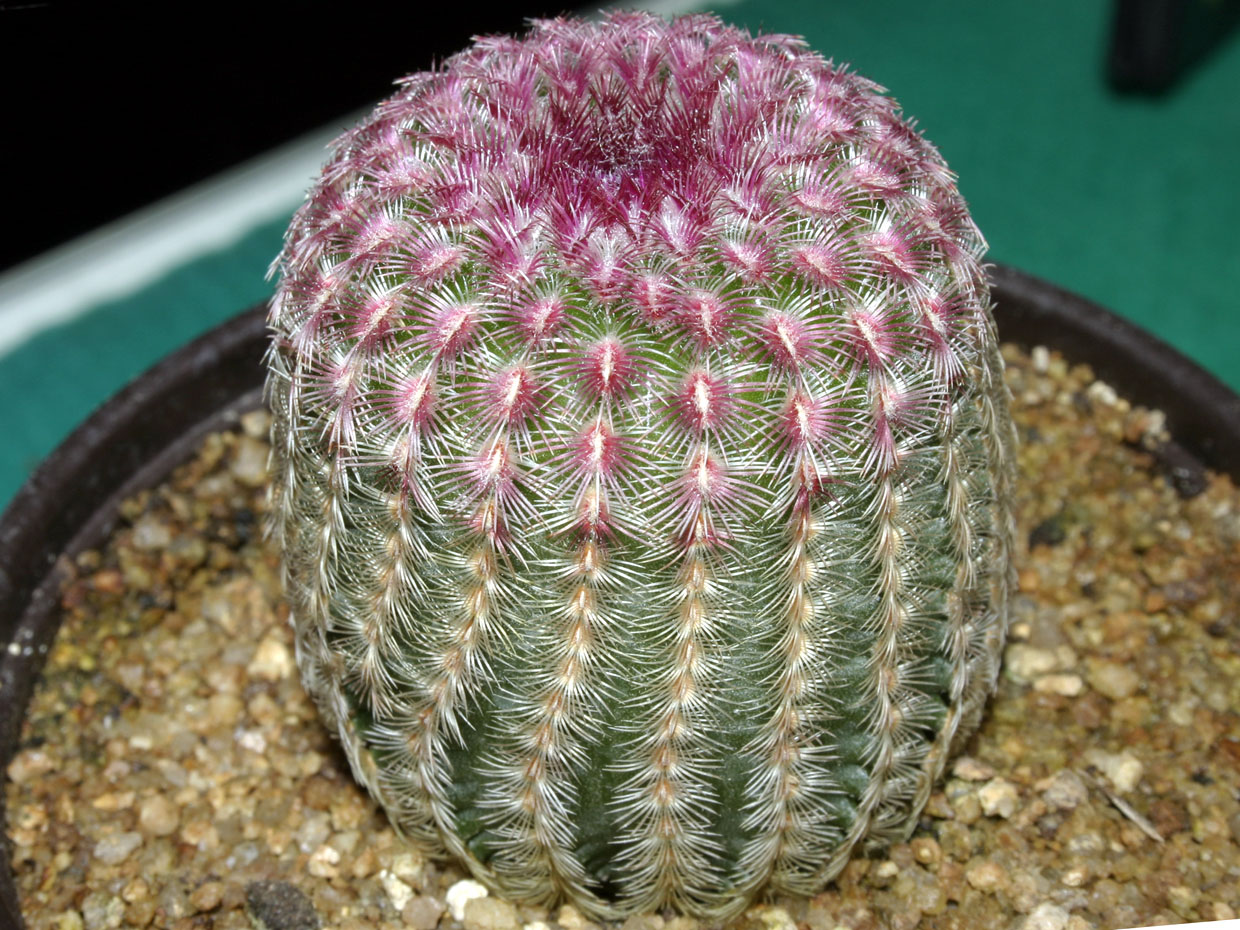 Echinocereus_rigidissimus_purpureus.jpg