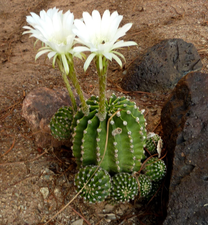 Echinopsis-eyriesii-extra-big-827-980.jpg