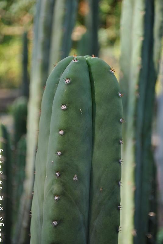 Echinopsis_scopulicola_NMCR_(1).jpg