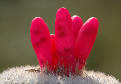 Epithelantha_micromeris_fruit.jpg