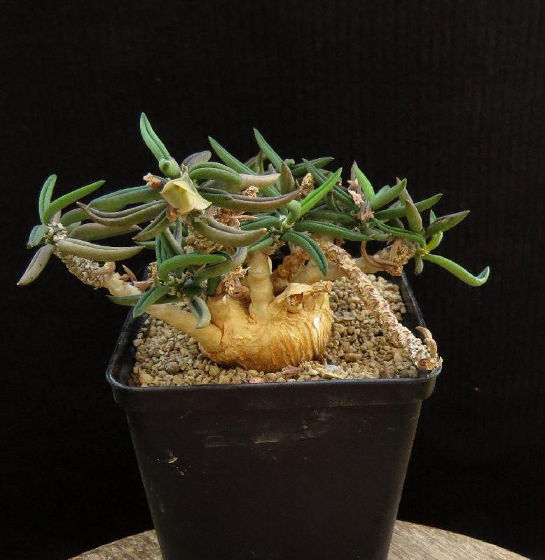 Euphorbia-cylindrifolia.jpg
