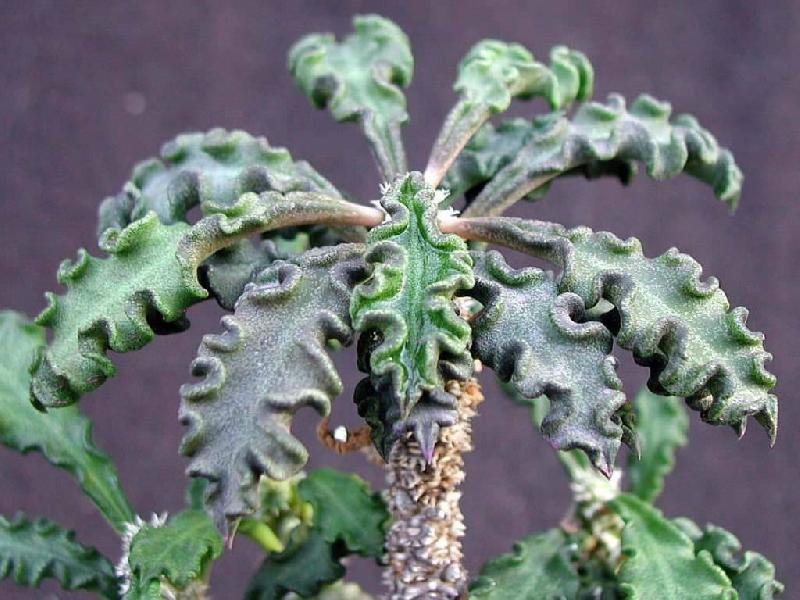 Euphorbia-decaryi1.jpg