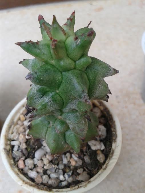 Euphorbia-horrida-mostr.jpg
