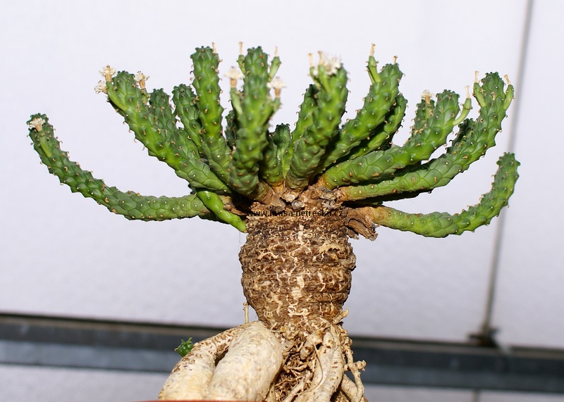 Euphorbia-inermis-04.jpg