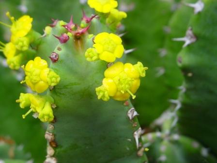 Euphorbia-resinifera-Flowers.jpg