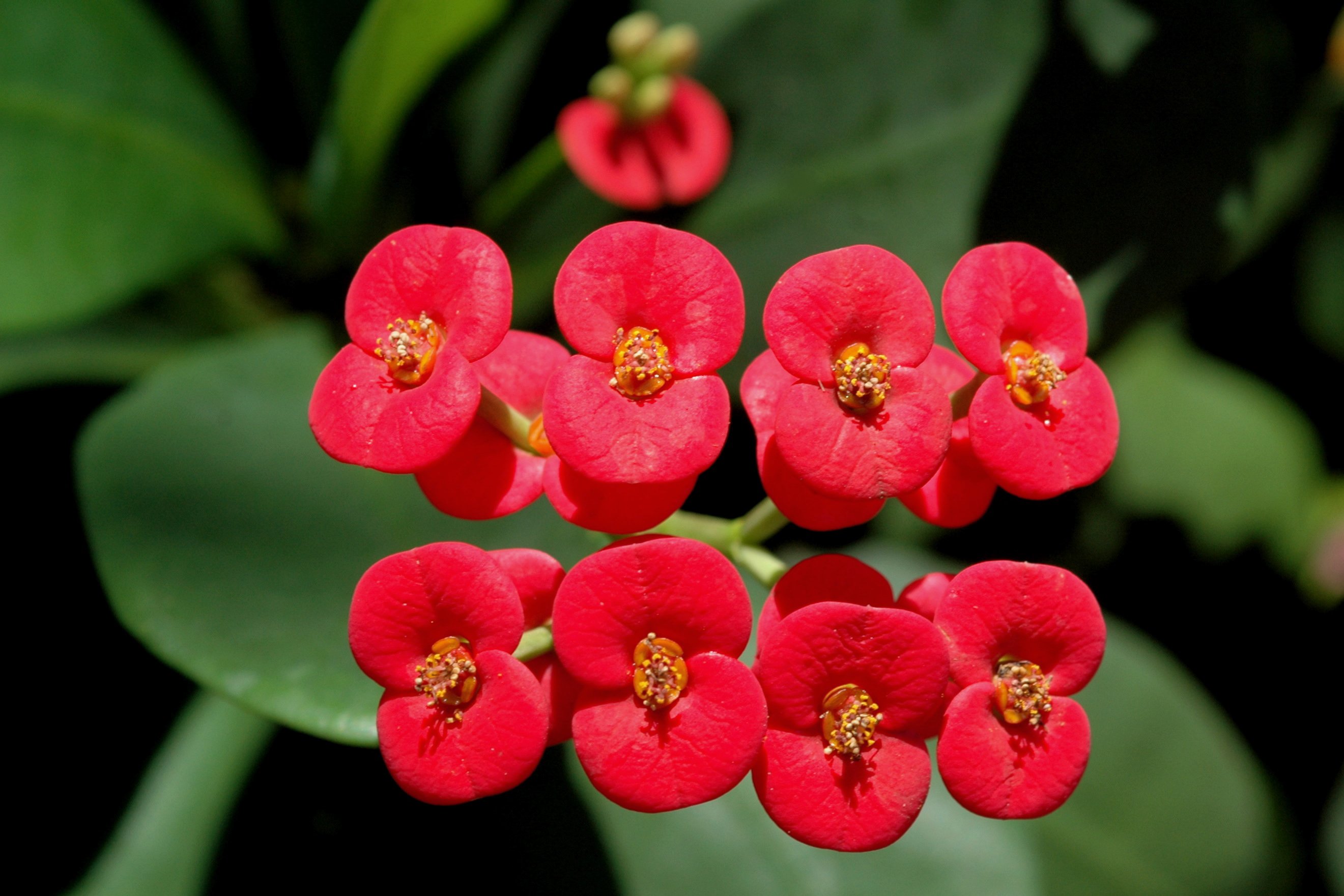 Euphorbia_Milii_flowers.jpg