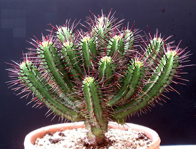 Euphorbia_enopla.JPG