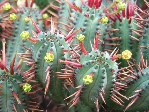 Euphorbia_enopla1.jpg