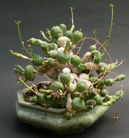 Euphorbia_globosa_SB3.jpg