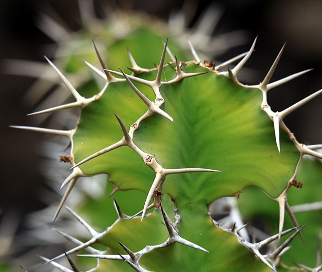 Euphorbia_grandicornis_in_Jardin_de_Cactus_on_Lanzarote,_June_2013_(2)