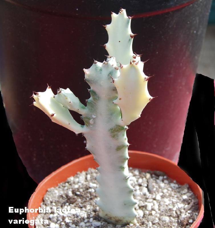 Euphorbia_lactea_var.jpg