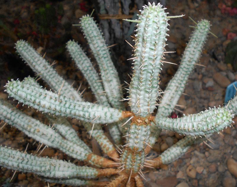 Euphorbia_mammillaris_f._variegata.jpg