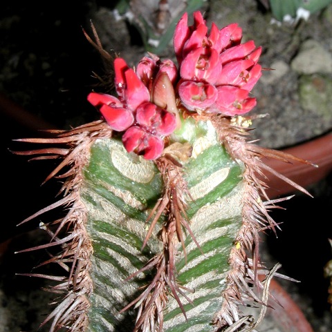 Euphorbia_neohumberti(94-22-0003-60).jpg