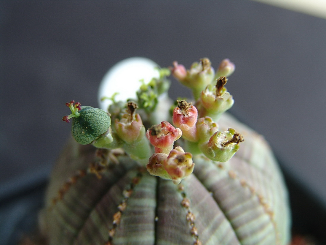 Euphorbia_obesa_fruit.jpg