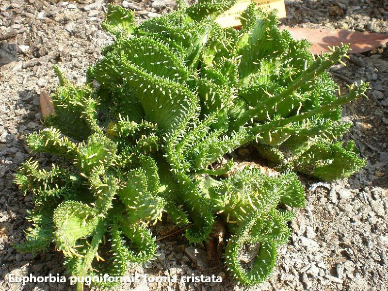 Euphorbia_pugniformis_cristata_1c.jpg