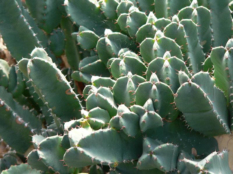 Euphorbia_resinifera_050403.jpg