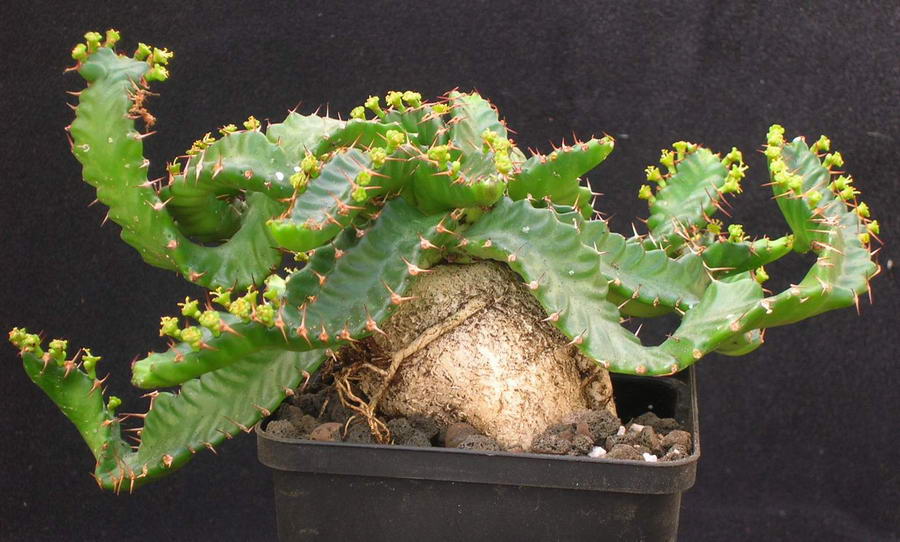 Euphorbia_stellata1051.jpg