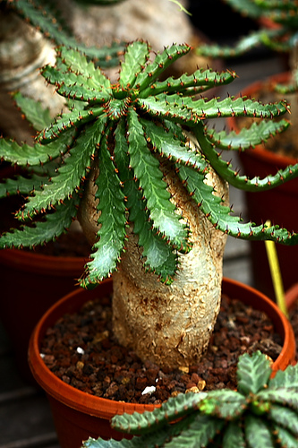 Euphorbia_stellata35e.jpg