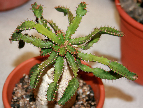 Euphorbia_stellatafce.jpg