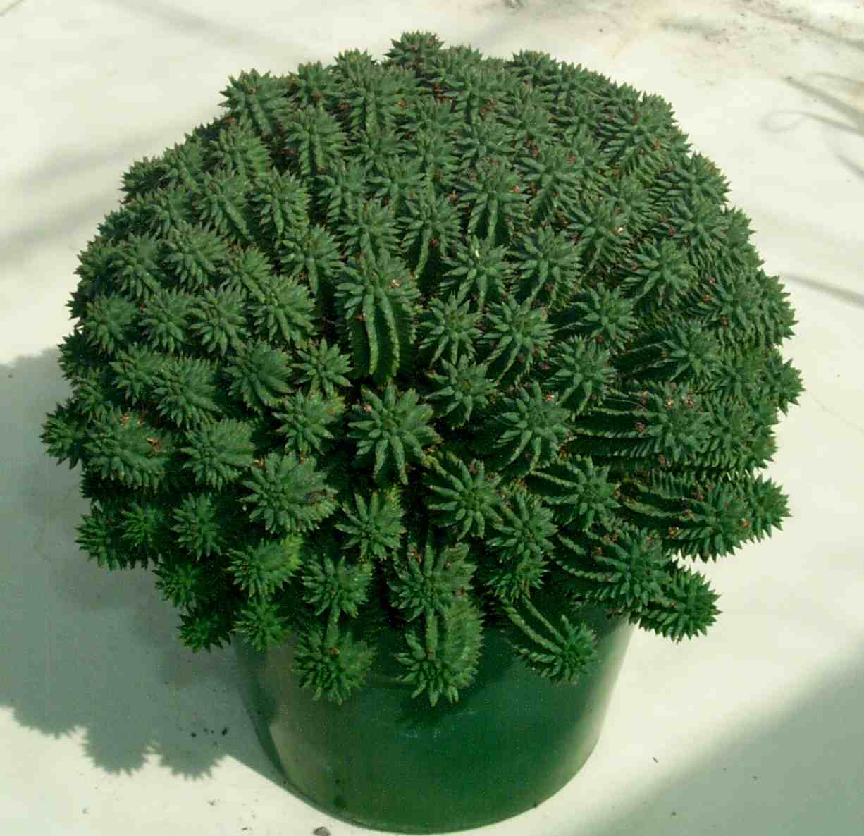 Euphorbia_suzannae.jpg