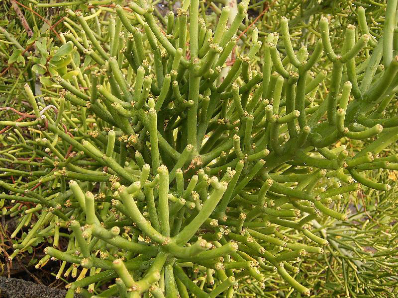 Euphorbia_tirucalli_(La_Cuesta)_02.jpg