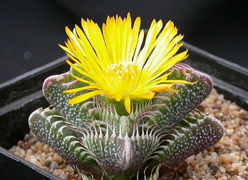 Faucaria_tigrina_Grahamstown-vi.jpg