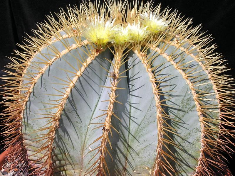 Ferocactus-glaucescens.jpg