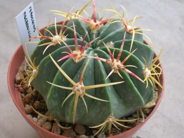 Ferocactus._Macrodiscus.jpg